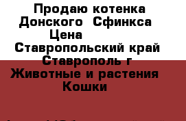 Продаю котенка Донского -Сфинкса › Цена ­ 3 000 - Ставропольский край, Ставрополь г. Животные и растения » Кошки   